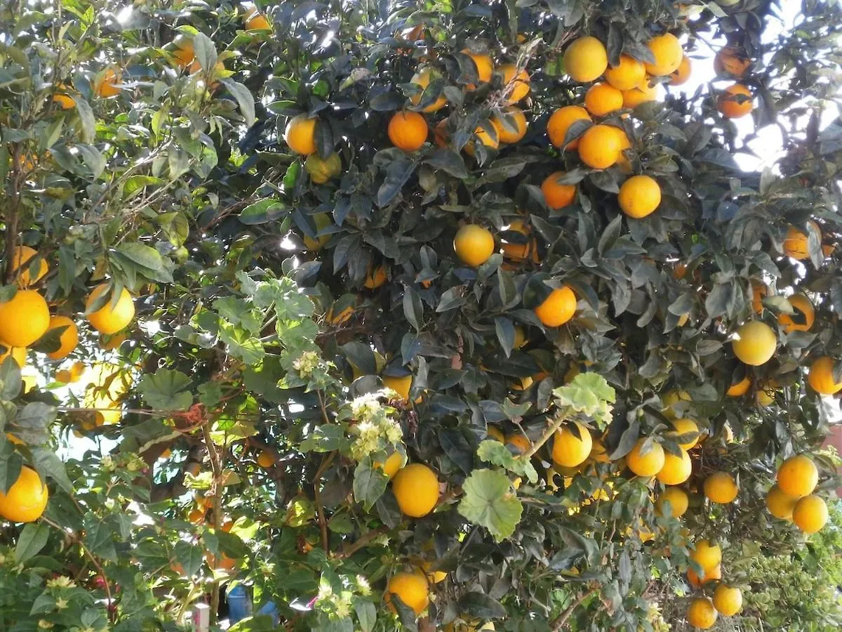 Orchard Cottage Granadilla De Abona 0*,